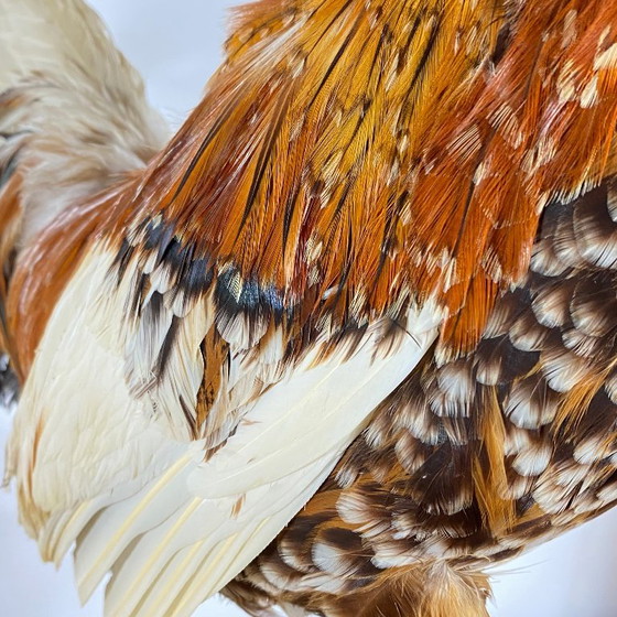 Gallo imbalsamato, tassidermia, imbalsamato, oggetto da collezione, curiosità – Oggetti decorativi, Other (photo 6 of 9)