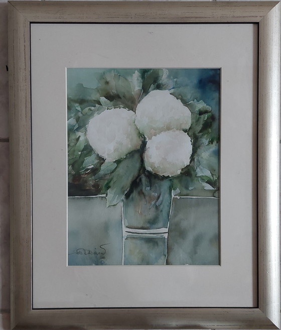 Image 1 of Ortensie bianche