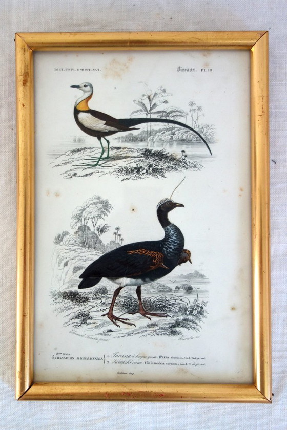 Image 1 of 5 incisioni antiche di uccelli incorniciate