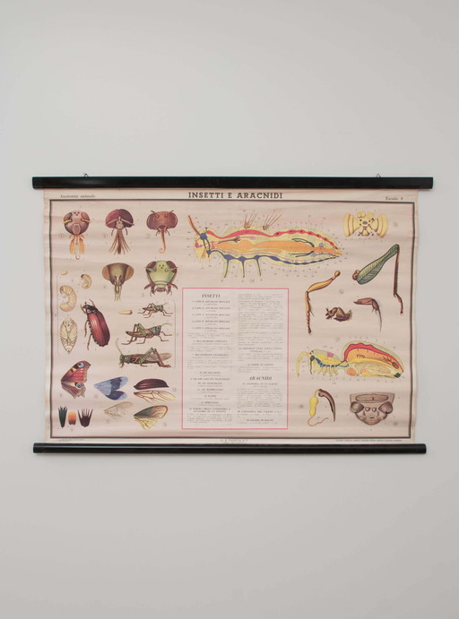 Educational print on insects, Paravia, 1968