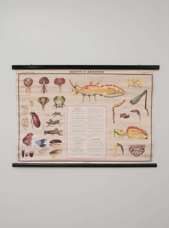 Image 1 of Educational print on insects, Paravia, 1968