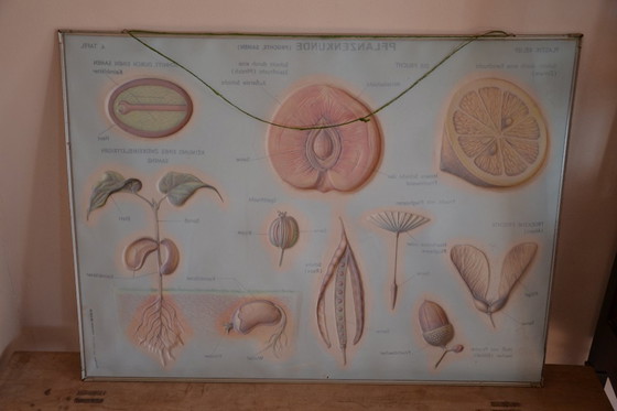 Image 1 of Unieke Vintage - Oude Schoolplaat Bloemen - Oude Duitse Schoolkaart - Schoolplaat Botanica - Planten - Biologie - Plasticplaat