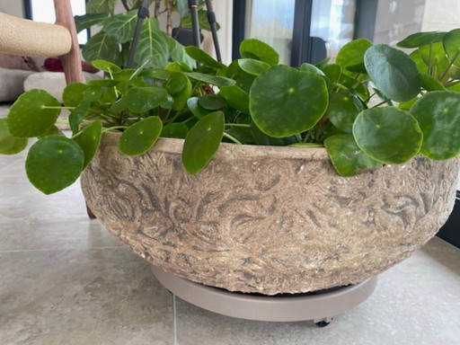 Large beige flower pot with pancake plant
