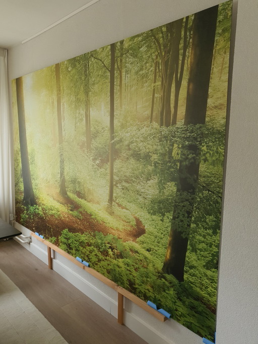 Wall-sized photo of a forest on aluminum 300 x 188 cm