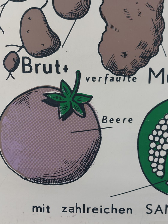 Image 1 of Vintage roll-up map, teaching aid, biology, nightshade plant, wall map