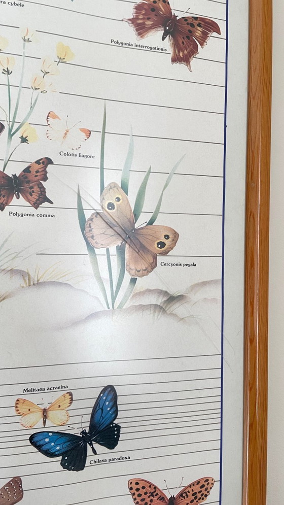 Image 1 of TABLEAU Affiche BUTTERFLY Italy