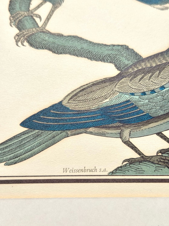 Image 1 of Lithographie ornithologique ancienne, Georges-Louis Leclerc, années 1920, imprimée par Weissenbruch S.A.