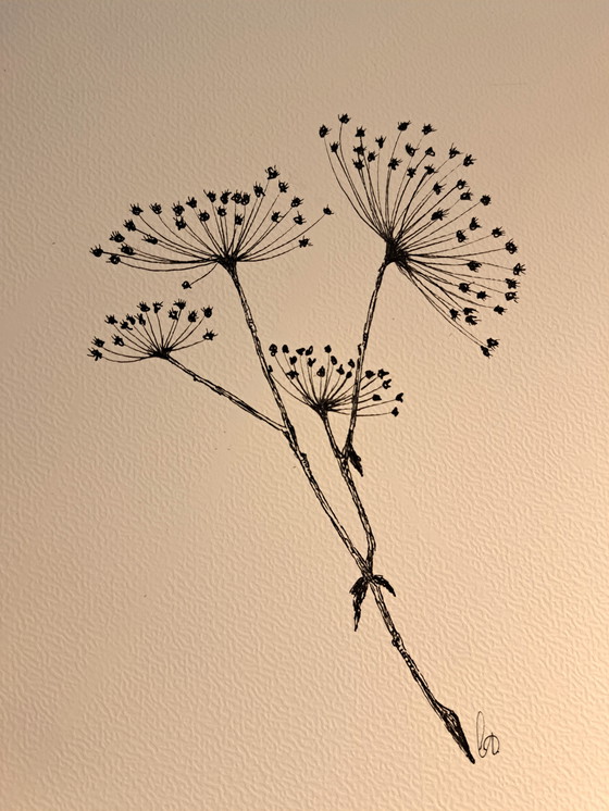Image 1 of Illustration Hogweed | Dark brown chest