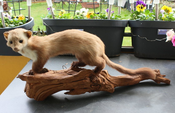 Image 1 of Trophée de martre empaillée vintage provenant d'une propriété, en bon état de conservation, avec matériel de fixation murale.