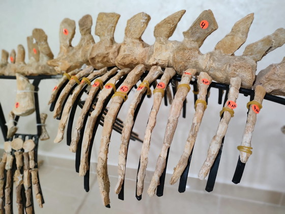 Image 1 of Mosasaurus – Cretaceous Marine Reptile
Large Mosasaurus