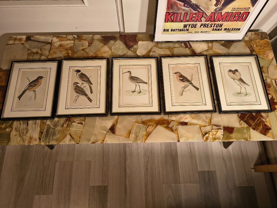 Image 1 of Antique bird prints in frames (5 pieces)