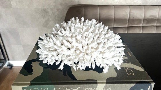Image 1 of Large Coral Decoration Piece Eric Kuster