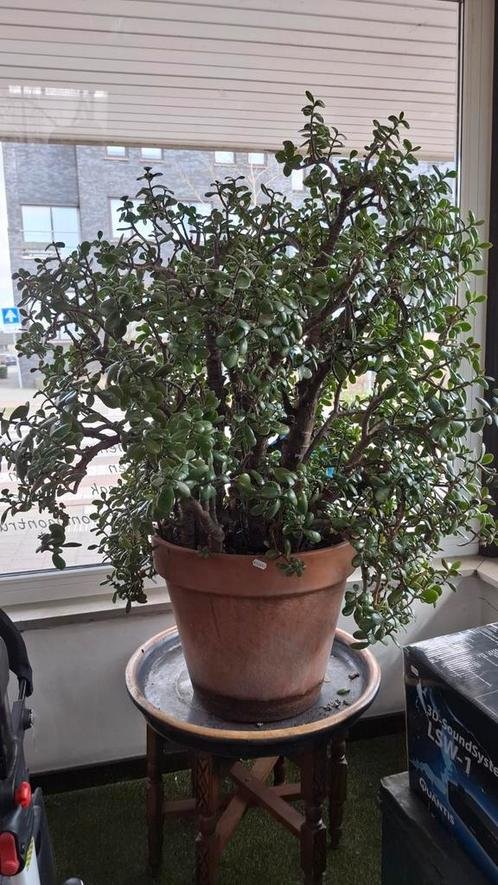 Very Large Jade Plant (Crassula Ovata) | Mature Specimen in Terracotta Pot