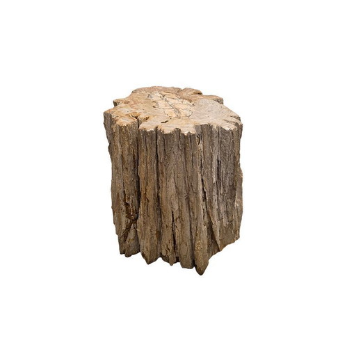 Petrified wood as a side table, over 50 million years old
