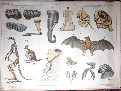 Schoolplate ´The Australian Animal World´