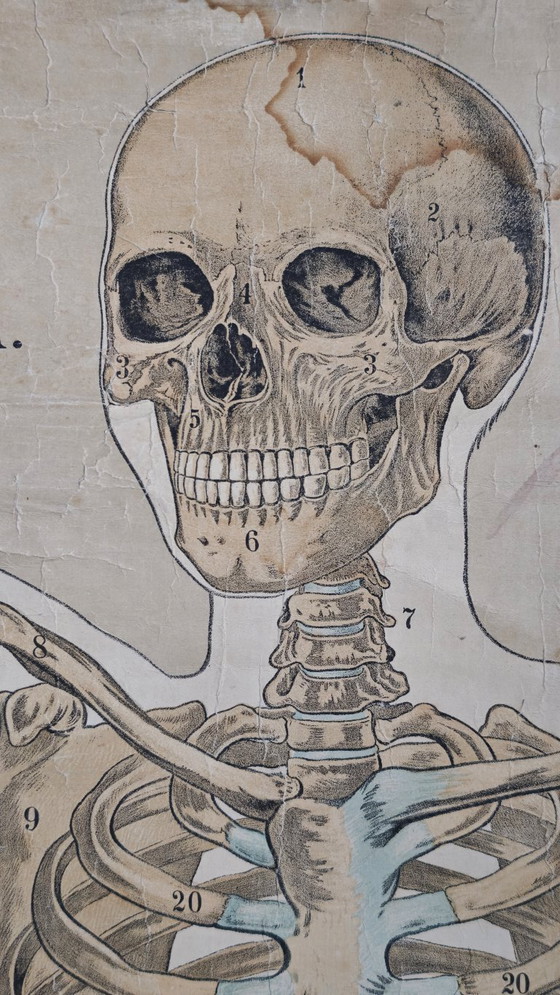 Image 1 of Poster scolastico Giga Vintage, Anatomia, corpo umano, tabella scolastica, retrò