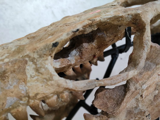 Image 1 of Mosasaurus – Cretaceous Marine Reptile
Large Mosasaurus