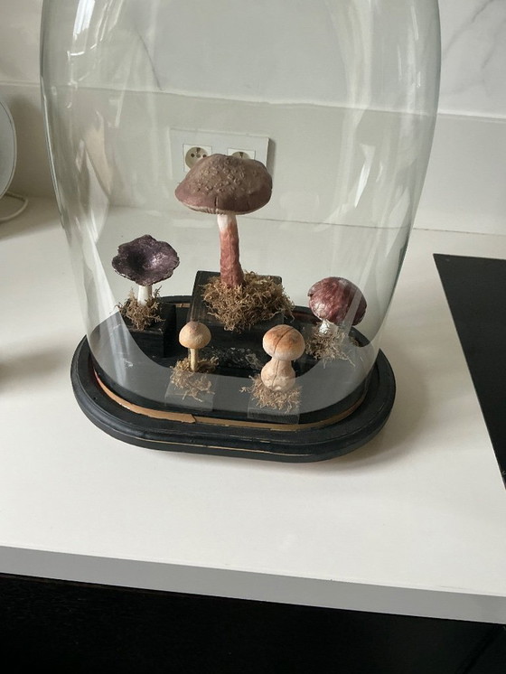 Image 1 of Antique bell jar with vintage educational mushrooms