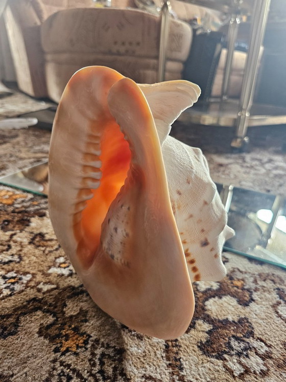 Image 1 of Large XL Helmet Snail Cassis Cornuta – A true collector's item & decoration