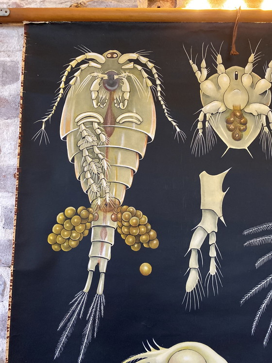 Image 1 of Schoolplaat entomostrasa