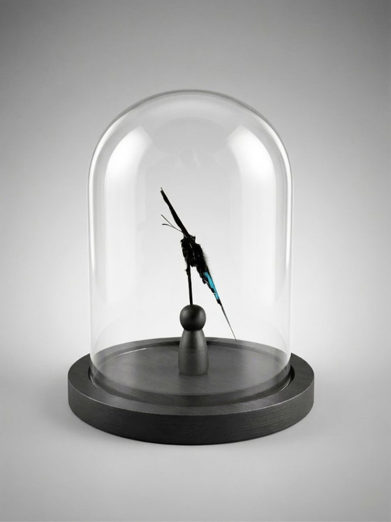 Image 1 of Papilio paris detanii-vlinder geconserveerd onder een glazen koepel – exotisch exemplaar – 15 cm