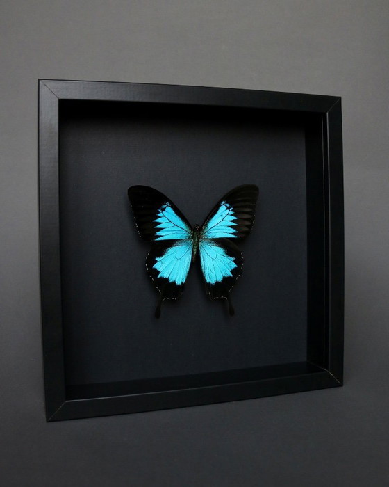 Papilio Ulysses preserved under a black wooden frame – Decorative Objects, Plexiglass (photo 3 of 5)