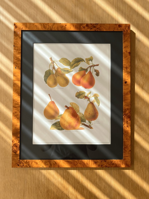 Stampa artistica botanica vintage di grandi dimensioni incorniciata in una cornice di radica