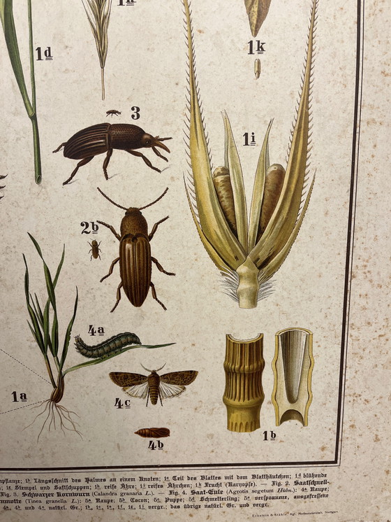 Image 1 of Pannello didattico, pannello scolastico, pannello espositivo, litografia, probabilmente intorno al 1900 - 64 cm