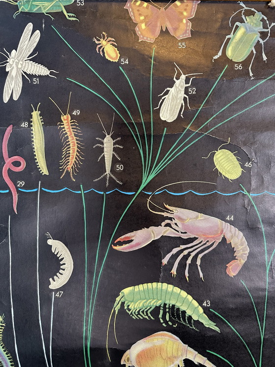 Image 1 of XL vintage linnen schoolkaart - ‘Relationships of the Animal Kingdom’