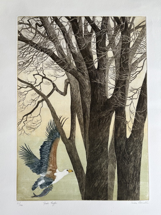 Image 1 of Hilda Bernstein Pesce Aquila acquaforte 27/100 firmata