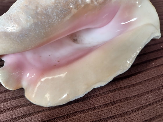 Image 1 of Grand coquillage rose avec reflet velouté, 21x15cm, Bahamas, conch