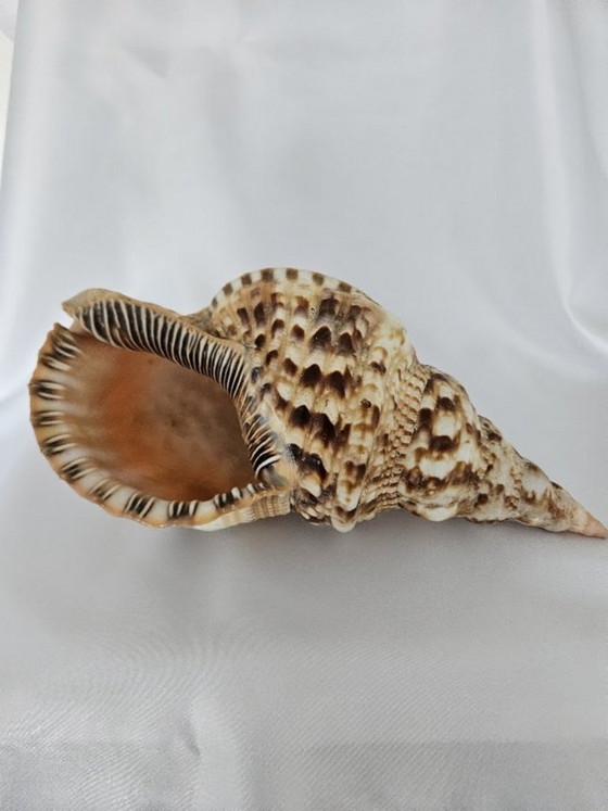 Spectacular Giant Triton's Horn Shell (29 cm) – Luxury Maritime Collector's Item (Pre-CITES) (photo 3 of 10)