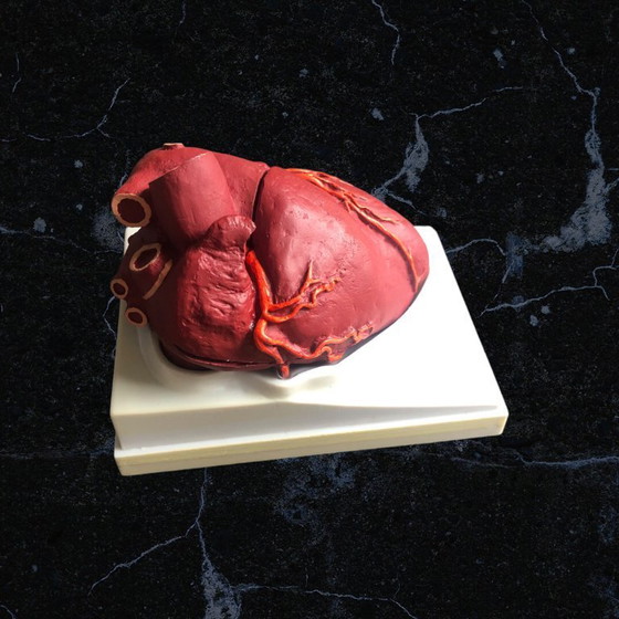 Image 1 of Trasicor retard vintage lifesize medical human heart specimen model anatomical physician's educational boxed 80s