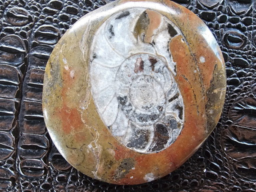 Fossil in Marmor!