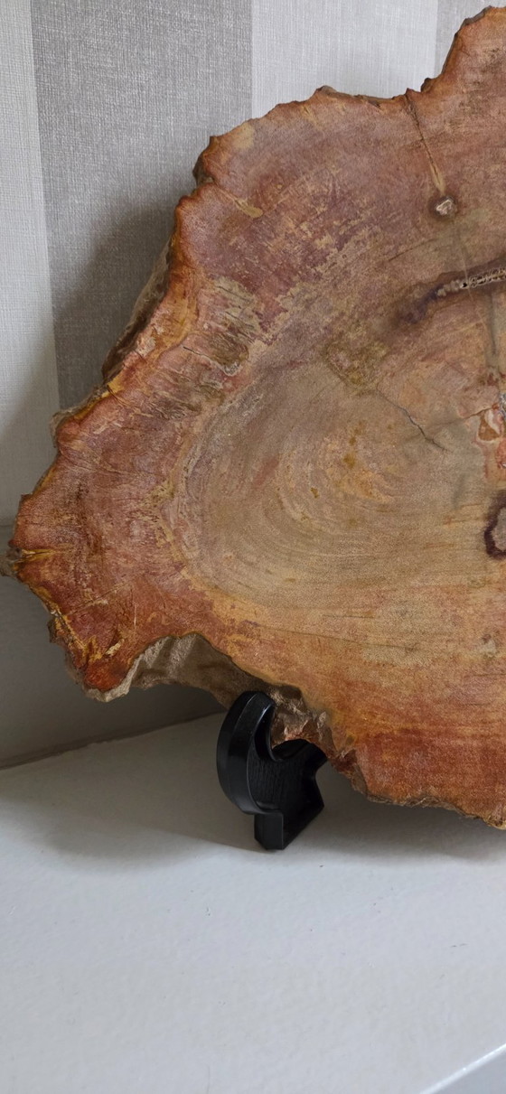 Image 1 of Versteinerter Holzbecher oder -scheibe (Ref. 4058 pers)