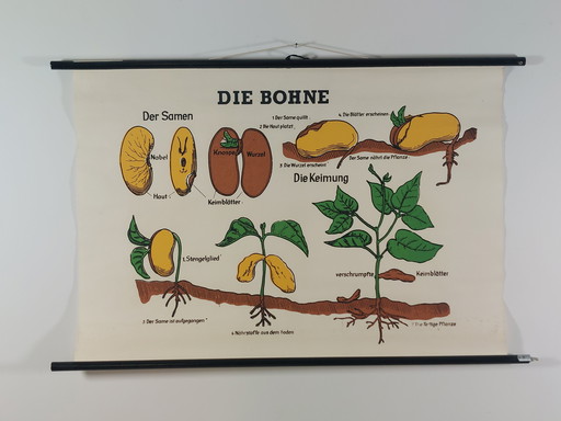 Vintage Lehrmittel Rollkarte Biologie Bohne Pflanzen