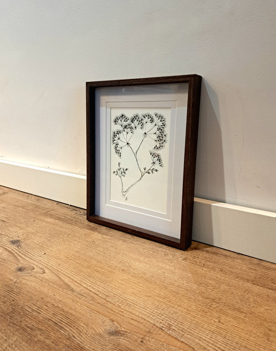 Image 1 of Original botanical illustration Thapsia umbellifer in frame