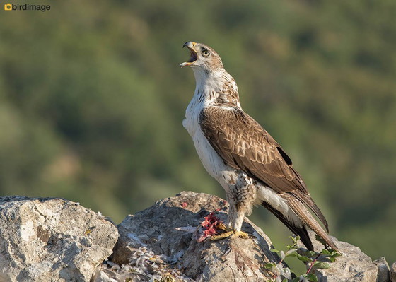 Image 1 of Águila perdicera/águila halcón elaborada con fibras naturales,