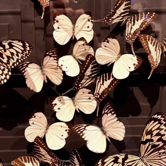 Image 1 of Butterfly box with a black passepartout in the background, with various butterflies in white on it.