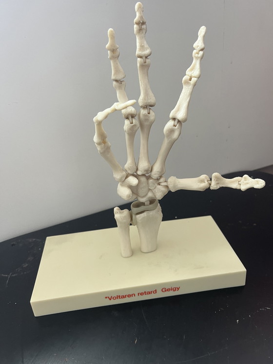 Image 1 of Anatomical model