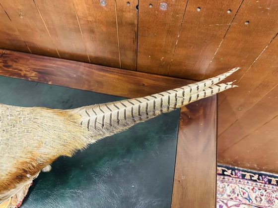 Fagiano maschio impagliato antico – Oggetti decorativi, Legno, Altro (photo 7 of 10)