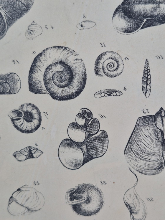 Antique Lithographic Stone Printing Stone Mollusks Snails Shells – Decorative Objects, Paper (photo 9 of 13)