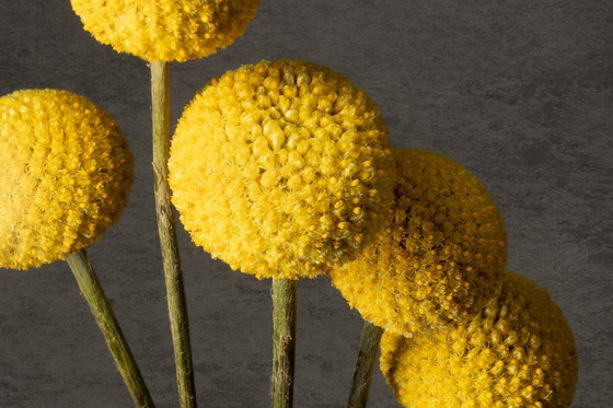 Image 1 of Flower Power 2025 | Dibond with Plexiglas