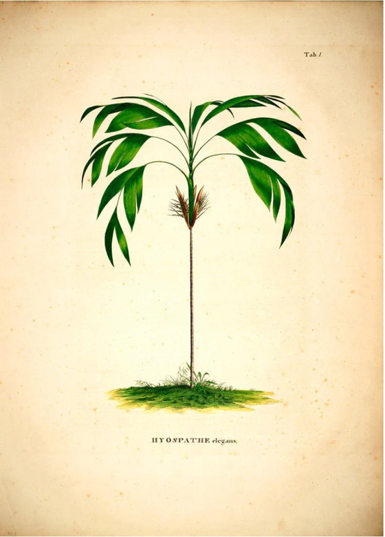 XXL Botanische Kunstprint 120 x166 cm | Nieuwprijs €475 – Giclée Prints, Paper (photo 3 of 5)