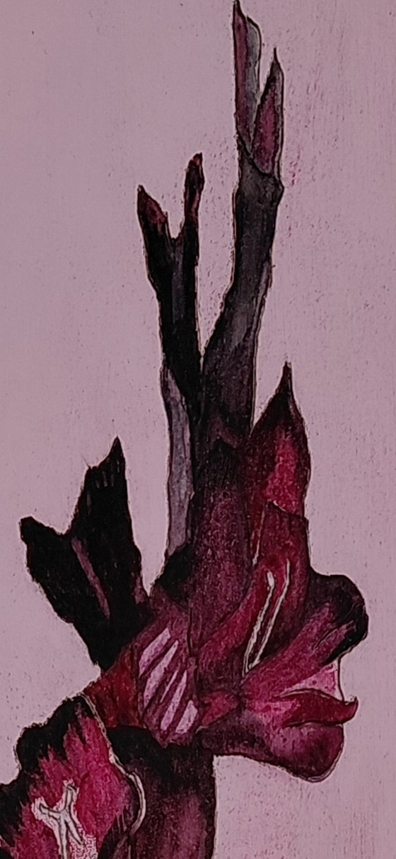 Image 1 of Galerie « L'Étoile Noire Mystérieuse » Suncorner