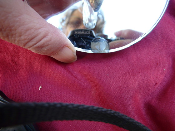 Image 1 of Paire Appliques Miroir Coupelles, Vintage, Années 40