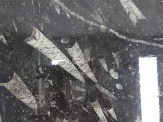 Image 1 of Fossil Marble Coffee Table