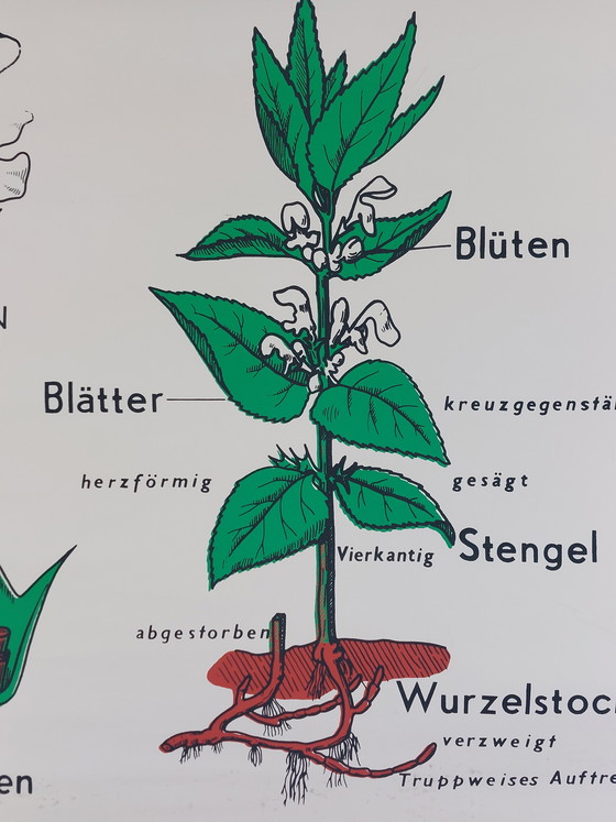 Image 1 of Vintage roll-up map, teaching aid, biology, mint family plants, wall map