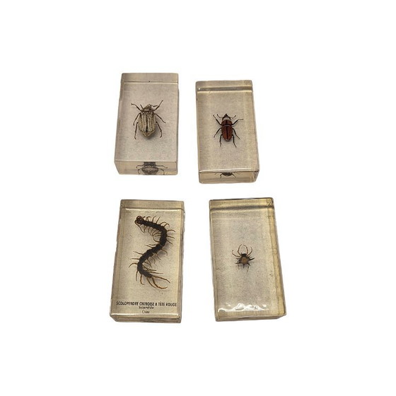 Image 1 of 15 verschiedene Insekten aus aller Welt in Epoxidharz, Ende des 20. Jahrhunderts