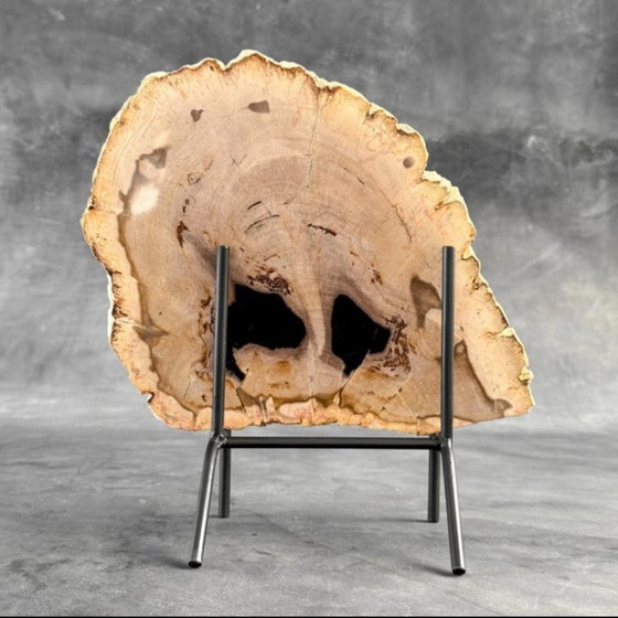 Image 1 of Magnifique pièce de bois pétrifié sur un support sur mesure BS-9